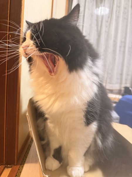 あ？なにみてんだよ〜