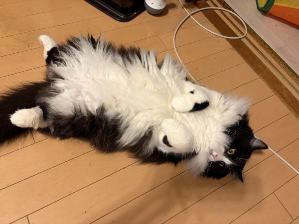 かまってくれよ〜