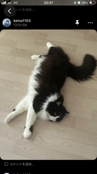 なでてもいいぜ？