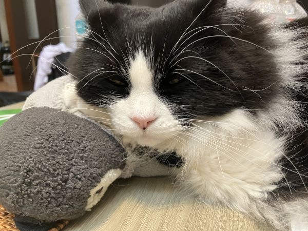 うとうとしちゃうな…