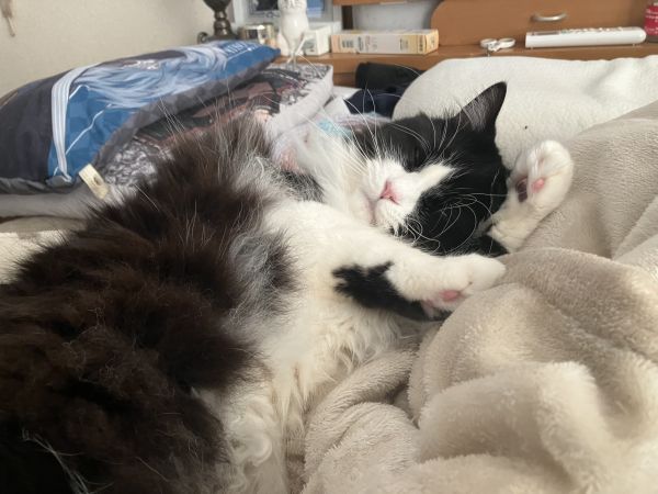 おれとあそべって！