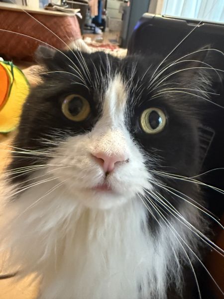 おれ、かっこいいだろ？