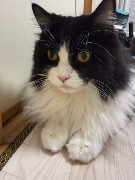 きょうもおれ、さいきょう！
