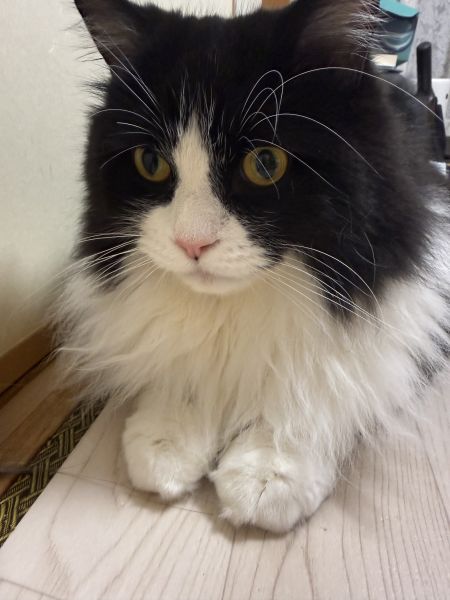 みてみて、おれだぜ