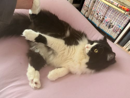 ごろーん、みてみて！