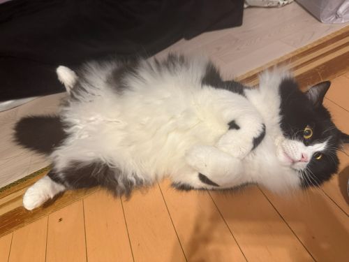 だっこ、してくれよ