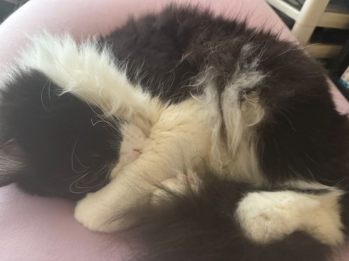 おれとあそべって！