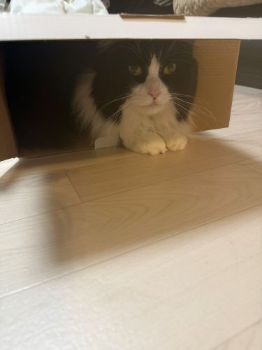 ふっ、おすましだぜ
