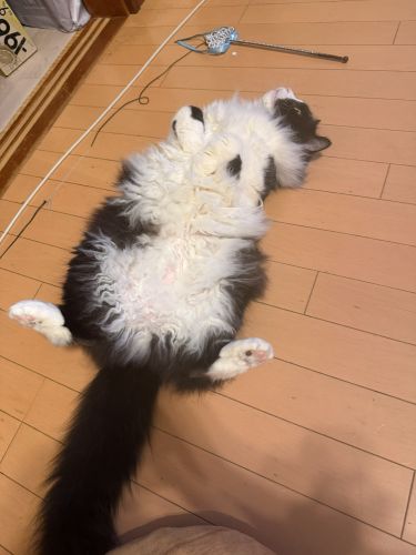 おれのもふもふ、さわっていいぜ