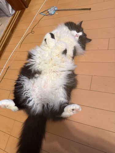 ひるねはおれのしごとだ