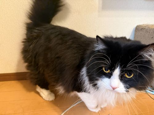 おれ、みつけてみろよ