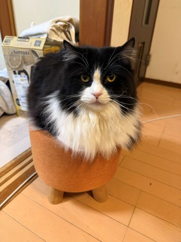 にくきゅう、みせてやるよ