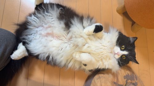 きょうはあまえんぼ…ないしょな