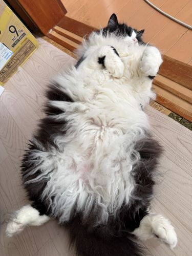 のびーっ、じゃますんなよ