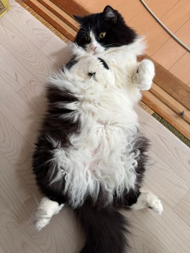 あ？なにみてんだよ〜