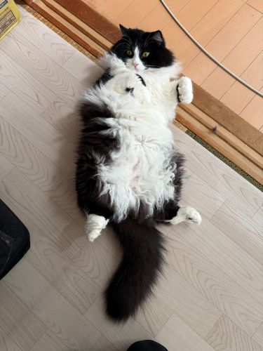 おれのふわふわ、じまんだぜ